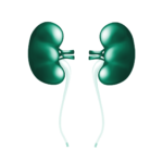 کلیه و مجاری ادرار